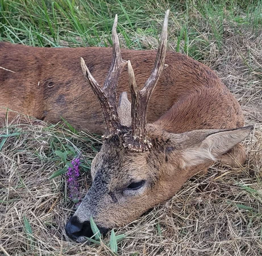 Chasse à l'affût, à l'approche du brocard
